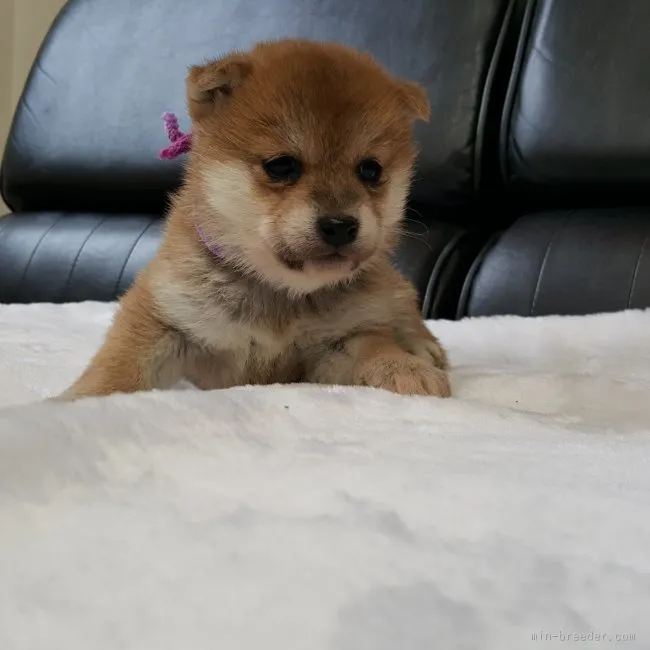 ばーちゃん 様のお迎えした子犬