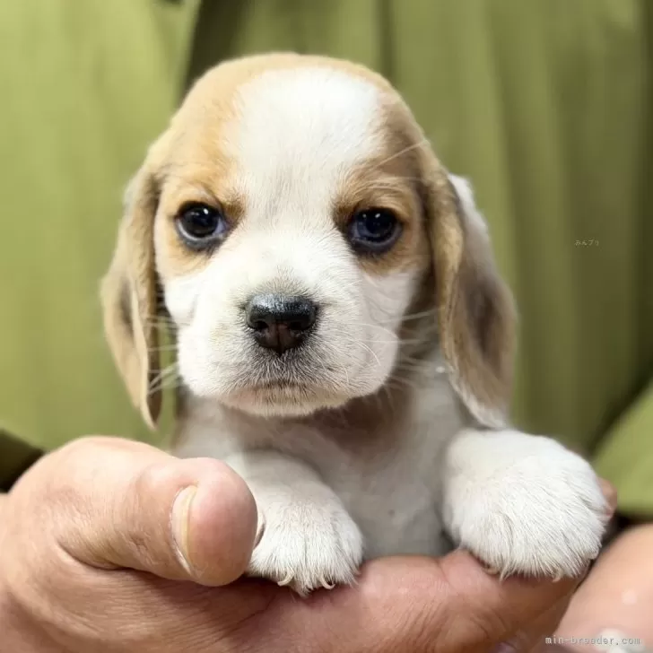 ID：2602-05908の子犬