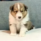 シェットランドシープドッグ