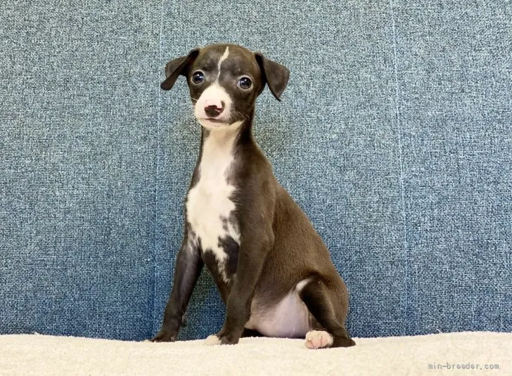 ID：2108-03076の子犬