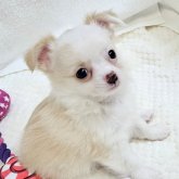チワワ(ロング)