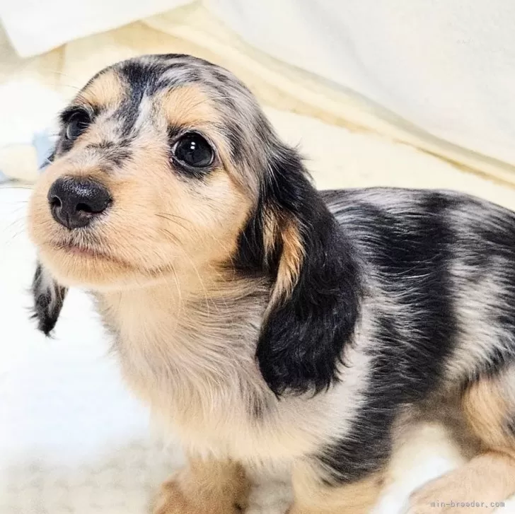 ID：2409-01722の子犬