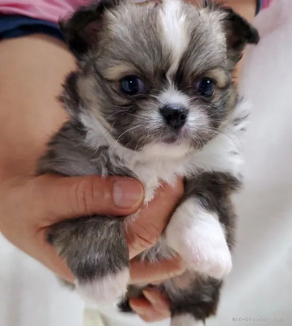 ID:2105-03176の子犬