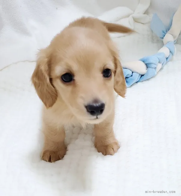 ID：2203-03785の子犬