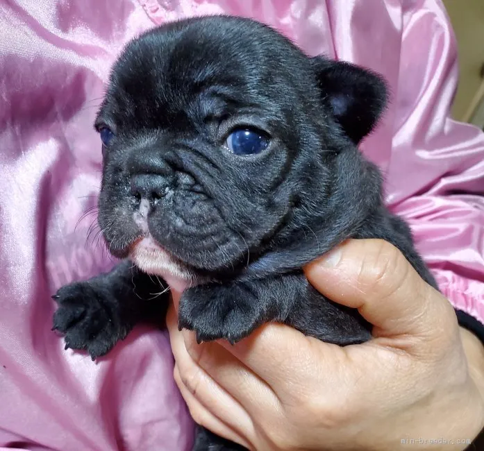 ID：2001-00002の子犬