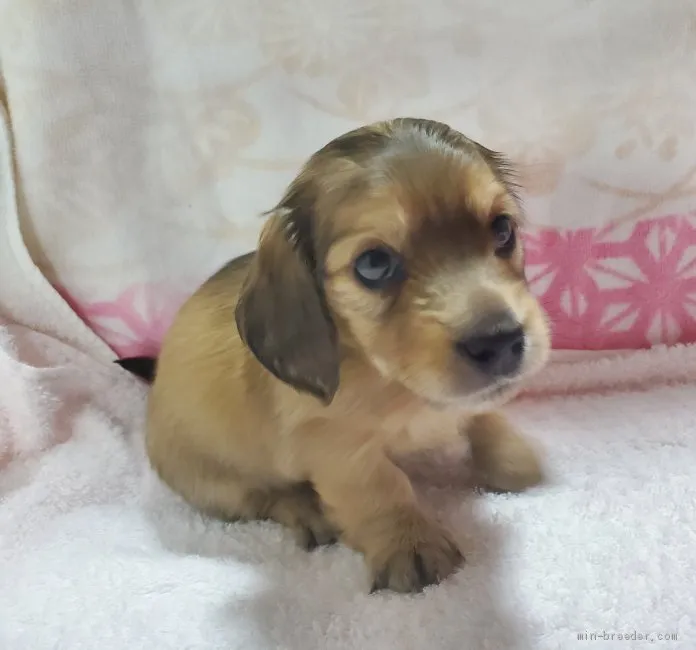 ID:2006-01917の子犬
