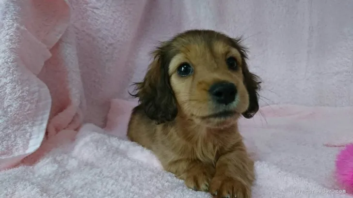 ID:1812-02257の子犬