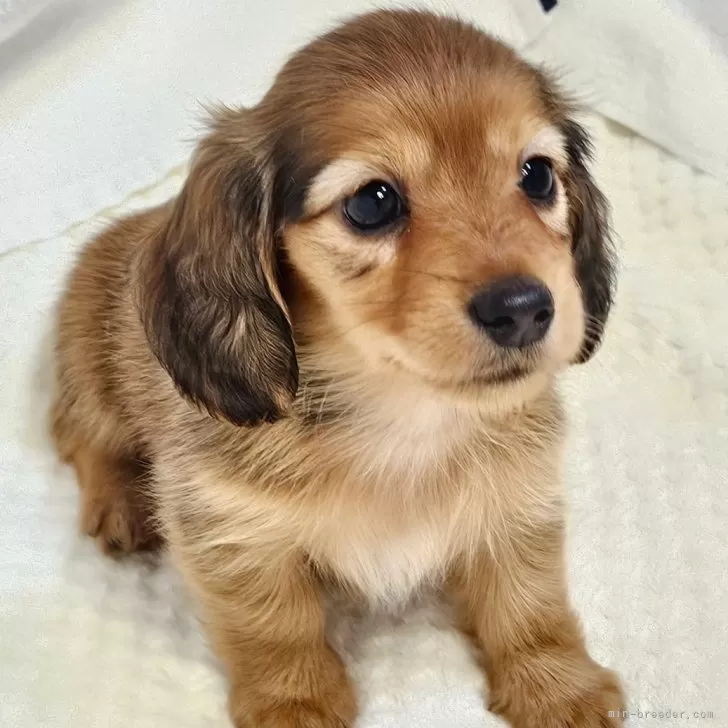 ともきち 様のお迎えした子犬