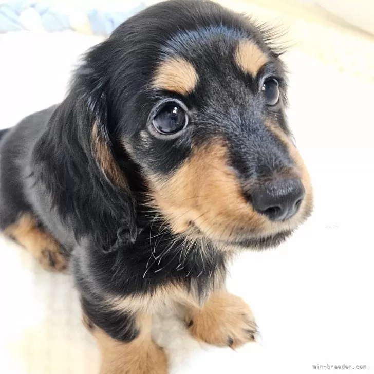 ID:2409-02275の子犬