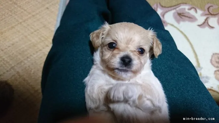 ID:1901-02210の子犬
