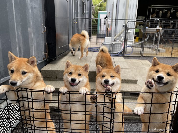 当犬舎の豆柴は人懐っこいです😊｜石田　絵里(いしだ　えり)ブリーダー(宮崎県・柴犬など・日本豆柴犬協会登録)の紹介写真4