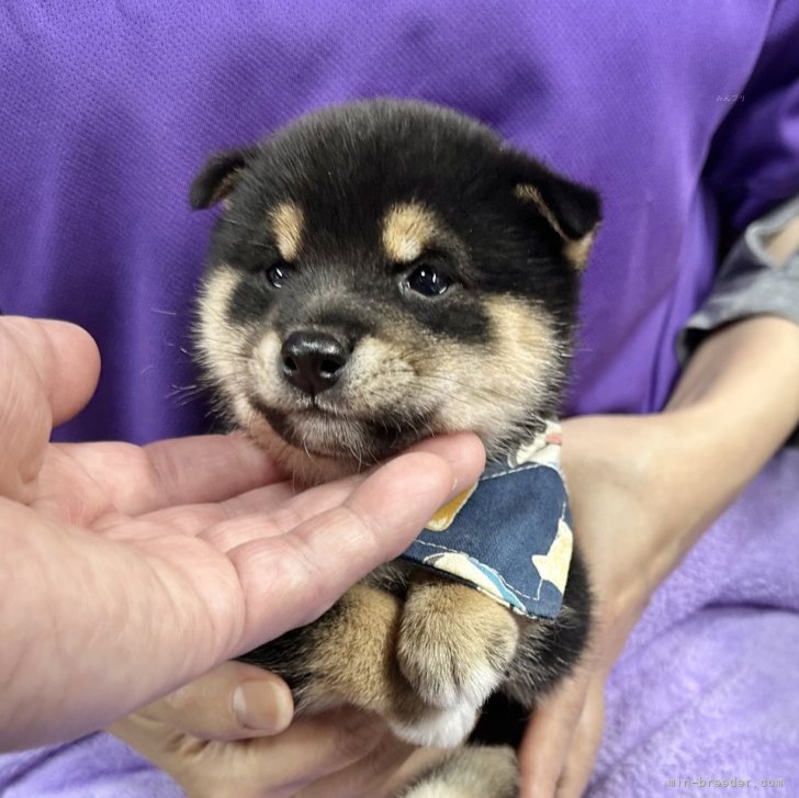 ブリーダー画像