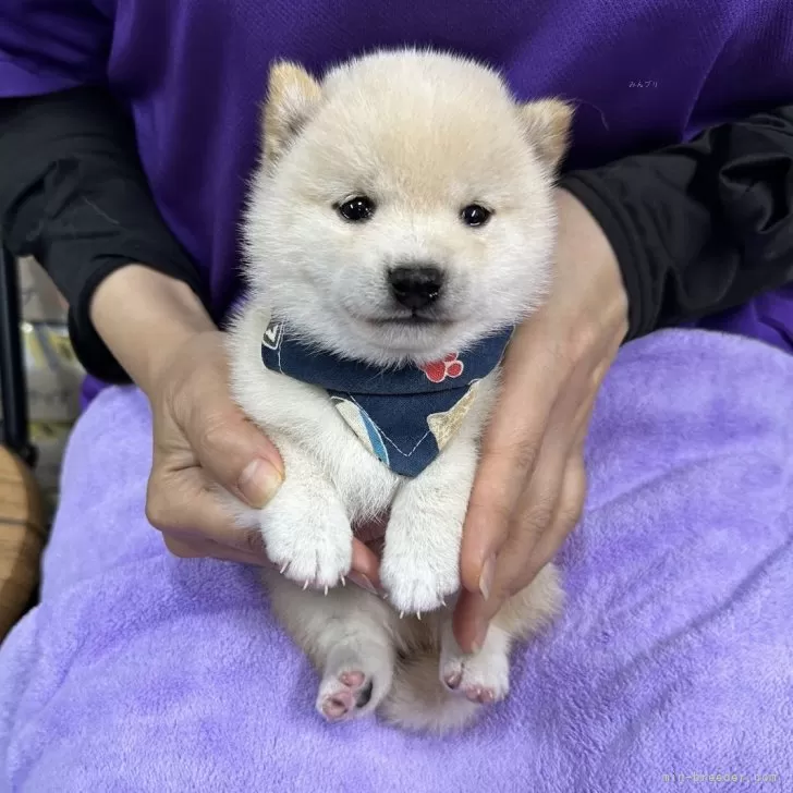 豆柴【宮崎県・男の子・2025年10月19日・白】の写真1