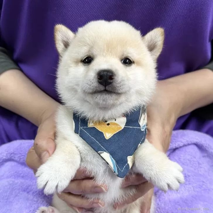 豆柴【宮崎県・男の子・2025年11月1日・白】の写真1