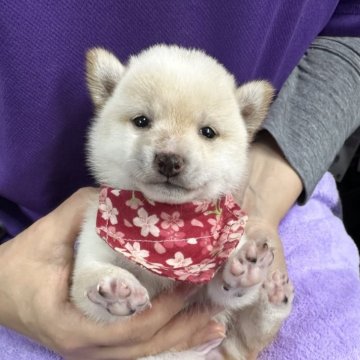 柴犬(豆柴)【宮崎県・女の子・2025年11月4日・白】の写真「可愛い女の子😍」