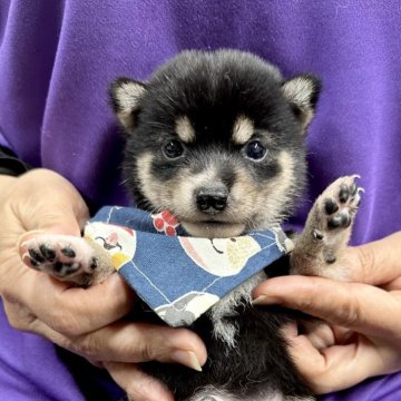 柴犬(豆柴)【宮崎県・男の子・2025年7月30日・黒】の写真「小さく可愛い😍」
