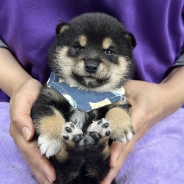 柴犬(豆柴)【宮崎県・男の子・2025年11月7日・黒】の写真「かっこいい男の子😎」