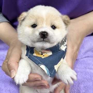 柴犬(豆柴)【宮崎県・男の子・2025年11月7日・白】の写真「なんだろくん🥺」