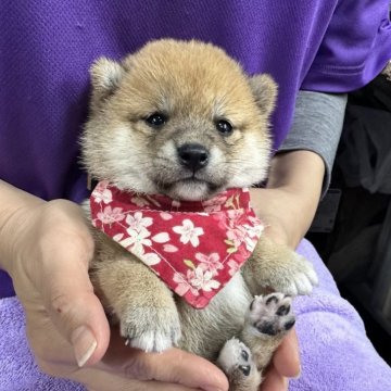 柴犬(豆柴)【宮崎県・女の子・2025年11月7日・赤】の写真「ひまわりの種を食べてるような女の子🐻😍」