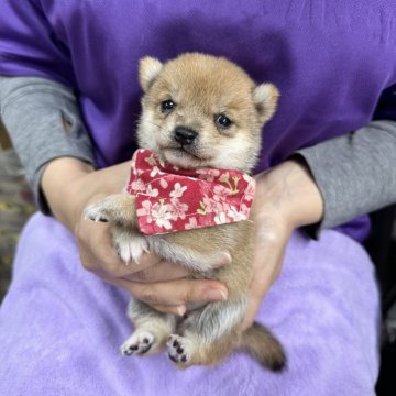 柴犬(豆柴)【宮崎県・女の子・2025年11月4日・赤】の写真「ちいさく可愛い女の子😍」