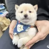 豆柴