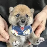 豆柴