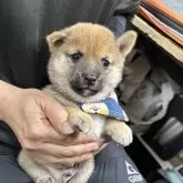 豆柴