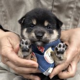 柴犬(豆柴)
