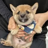 豆柴