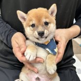 柴犬(豆柴)