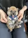 豆柴【宮崎県・男の子・2025年8月24日・赤】の写真3