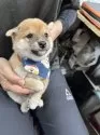 豆柴【宮崎県・男の子・2025年8月17日・赤】の写真3