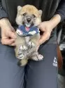 豆柴【宮崎県・男の子・2025年8月24日・赤】の写真5