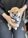 豆柴【宮崎県・男の子・2025年8月17日・赤】の写真8