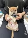 豆柴【宮崎県・男の子・2025年8月17日・赤】の写真9