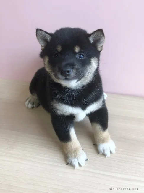 ID：1907-02321の子犬