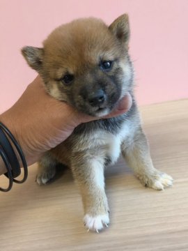 柴犬(豆柴)【宮崎県・女の子・2019年6月28日・赤】の写真「小さく可愛い😍」