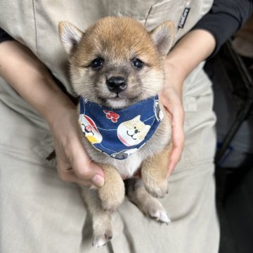 柴犬(豆柴)【宮崎県・男の子・2024年9月19日・赤】の写真「現在出産ラッシュ🐶未掲載も沢山います」