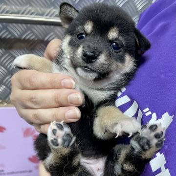 柴犬(豆柴)【宮崎県・女の子・2022年8月10日・黒】の写真「色の綺麗な可愛い女の子です！」