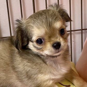 チワワ(ロング)【栃木県・女の子・2025年7月18日・レッド&ホワイト】の写真「優しいお顔の女の子♪」