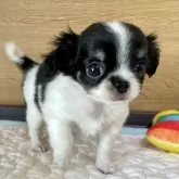 チワワ(ロング)