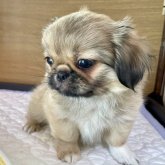 ペキチワ(ペキニーズ×ペキチワ)