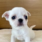 ペキチワ(ペキチワ×ペキチワ)