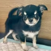 チワワ(ロング)