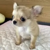 チワワ(ロング)