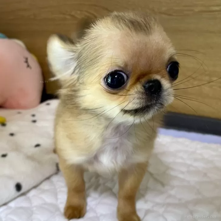 なっこ 様のお迎えした子犬