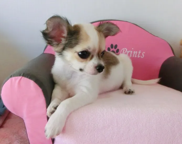 おかちゃん 様のお迎えした子犬