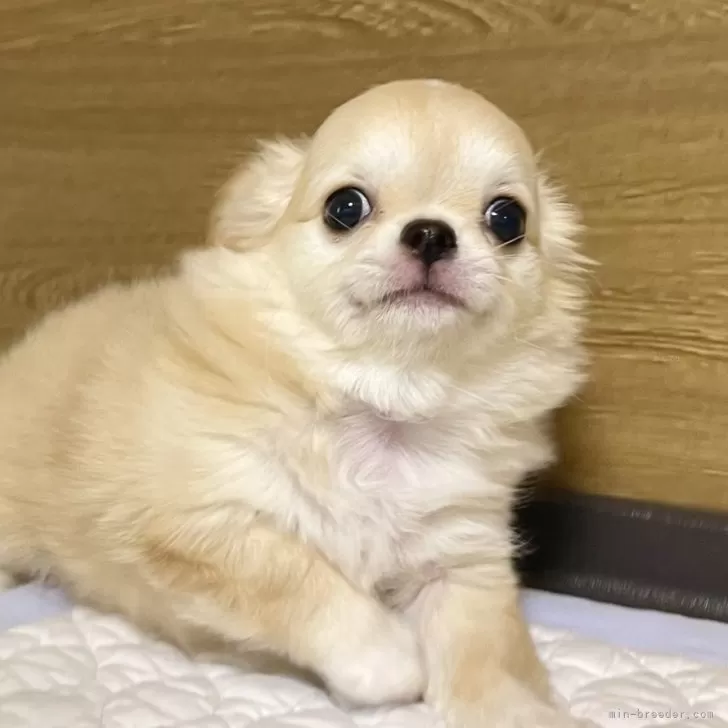 ID：2409-06895の子犬