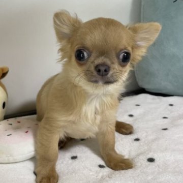 チワワ(ロング)【栃木県・男の子・2022年12月16日・チョコフォーン】の写真「小さくても食欲モリモリ♪両親遺伝子検査クリア」