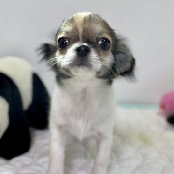 チワワ(ロング)【栃木県・男の子・2023年8月21日・パーティ】の写真「甘えん坊の男の子♪両親遺伝子検査クリア」